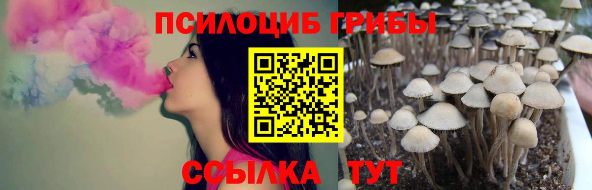 Псилоцибиновые грибы Psilocybine cubensis Надым